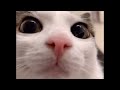 Ze Plink Cat