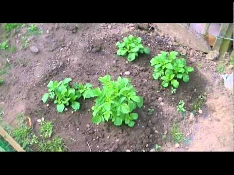 Veg Patch 05/06/2012