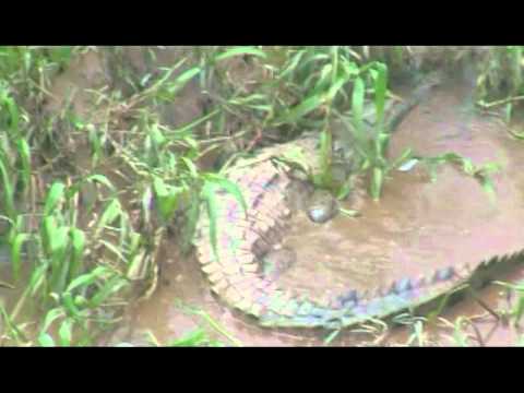 PURA VIDA, Fabrice Beaux and Kelly Slater Surfing in COSTA RICA
