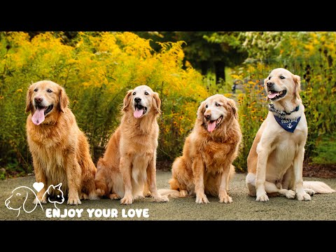 DOG TV: The Best Ultimate Home Alone Anti-Anxiety Solution for Dogs - Video Entertainment for Dogs