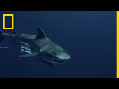 鯊魚與衝浪者的身份錯亂事件 (A Case of Mistaken Identity | Shark vs Surfer)