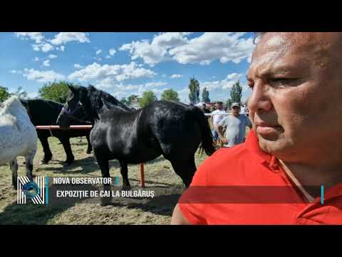 Expoziție de cai la Bulgăruș