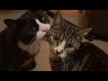 Cute Tabby And Tuxedo Baby Kittens Play Fighting Funny