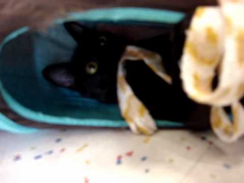 Roslyn -- Feisty black youngster {{ Adopted! }}