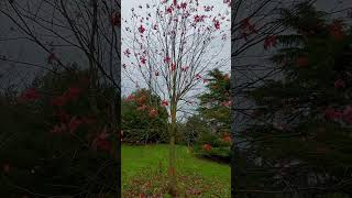 #animals #forest #woods #nature #leaves #winter #trees #berry #birds #oaks#quadrofilming