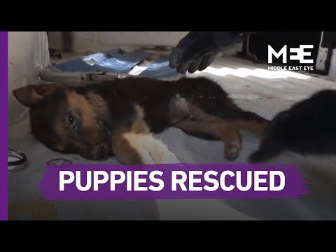 White Helmets rescue puppies in Syria