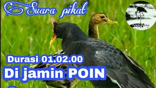 Download lagu Terbaru....!!! Suara pikat AMPUH untuk burung Ayam-ayaman sawah. mp3