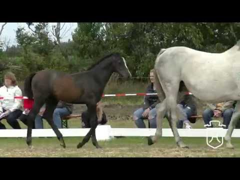 Holsteiner Fohlenchampionat 2016 - Föhr - Schrittringe der Stutfohlen