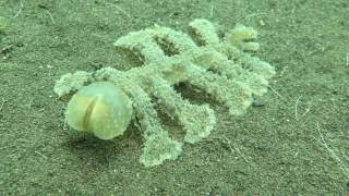 [問卦] 地震是不是會引發大量包莖