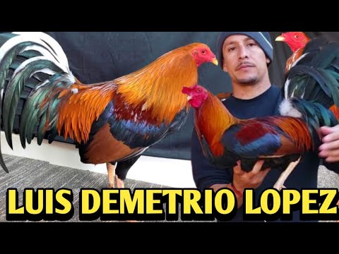 Yellow leg hatch Sweater Albany - LDL Farm - California