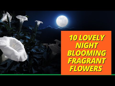 , title : '10 Lovely Night blooming fragrant flowers with strong scent at night'
