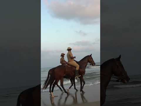 #shorts Police officers ride horses at a sea beach in Chennai |HORSE MOUNTED POLICE |  MARINA BEACH