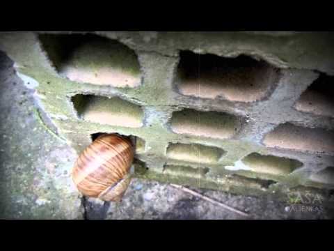 Saša Paljenkaš - Put [Official Music Video]