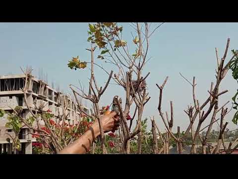 Shiuli / Night Jasmine flower tree maintenance to get more & more flower at Sarat Kal/utumn. #Shiuli