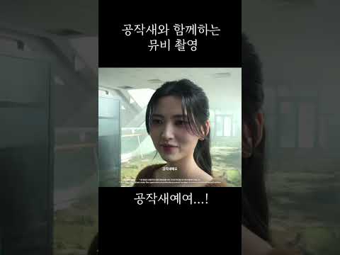 공작새와 함께하는 뮤비 촬영 #dodree​ #도드리​ #꿈만같았다​ #나영주​ #이송현 #NaYeongjo…