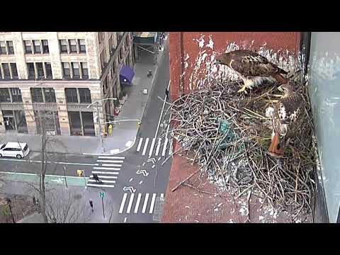 2nd egg of 2020 for Washington Square Park Hawks