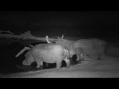 Djuma: Two Hippos come to the pan - 18:03 - 09/15/19
