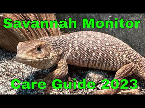 Varan stepný (Varanus exanthematicus) — sprievodca chovom