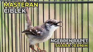 Download lagu Masteran Ciblek Ngebren | Ciblek Ngebren Rapet | Masteran Ciblek Bren Suara Jernih mp3