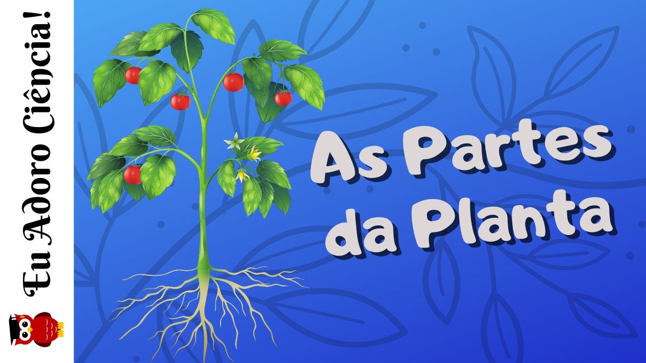 As Partes da Planta | Ciências | Ensino Fundamental I (2º ano)