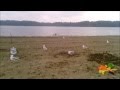 Feeding Seagull S At The Beach