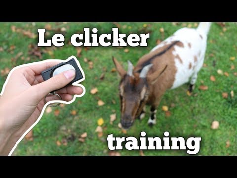 , title : 'Le clicker training - avec des chèvres'