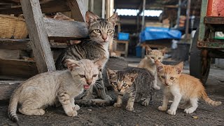 Download lagu SO SAD! An Entire Cat Family Abandoned, Does Their Owner Not Love Them Anymore? mp3 Download lagu SO SAD! An Entire Cat Family Abandoned, Does Their Owner Not Love Them Anymore? mp3