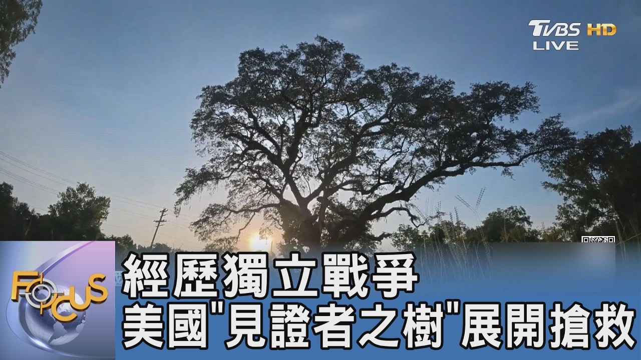 經歷獨立戰爭與雷擊危機！美國300歲「見證者之樹」靠現代工程展開緊急搶救