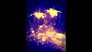 White Lilies- Peder (feat. Anne Trolle)