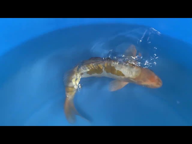 Kawarigoi