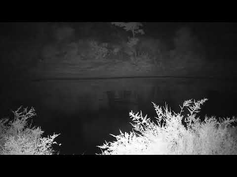 Djuma: Lone Hippo arrives - 12:16 - 10/24/2023