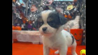 ハーフ犬の動画01