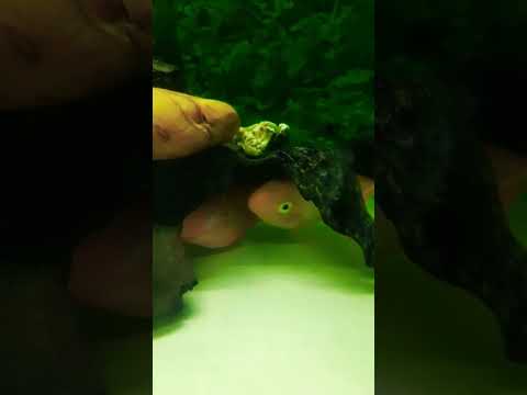 Fish life 02 #shorts #viral