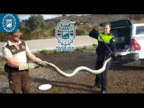 Capturan una serpiente pitón de más de tres metros de longitud en los Montes de Málaga