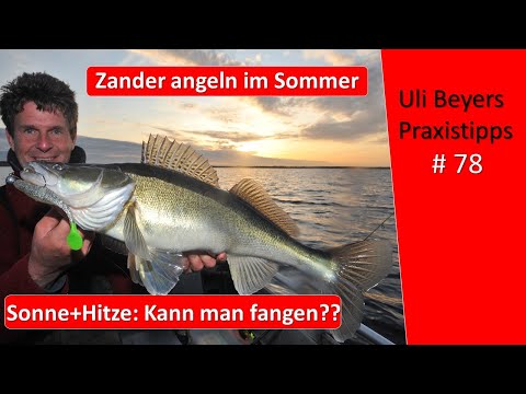 Hitze und Sonne: Zanderangeln im Sommer