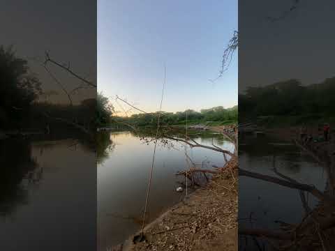 Um final de tarde no Rio Miranda - Mato Grosso do Sul #fishing #pescaria #explore #pesca #boanoite