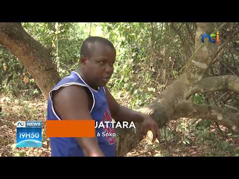 NCI News | Bondoukou : à la découverte des singes sacrés de Soko