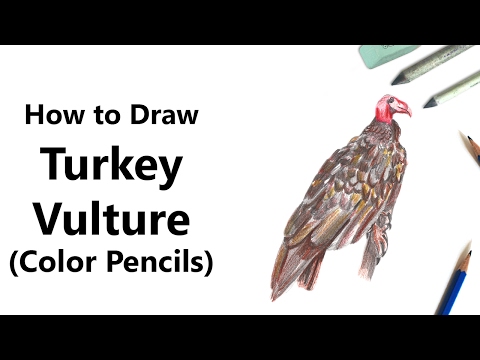 How to Draw a Turkey Vulture with Color Pencils [Time...