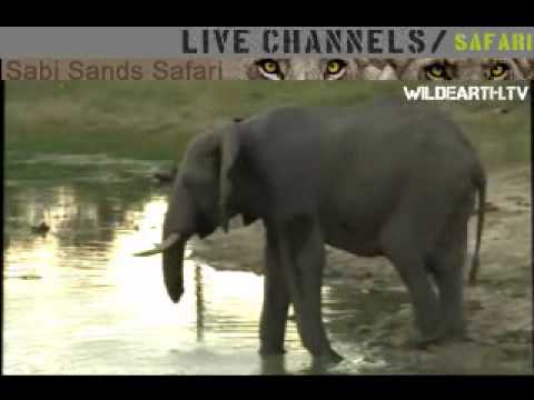 ELEPHANT WITH SHORT TRUNK MARCH 23 2010.mpg