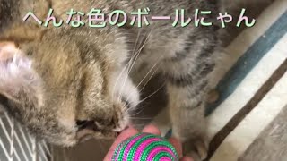 ボールに全く興味を持たないゆめちゃん