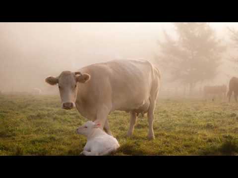 Omar Otarlani - Dolay