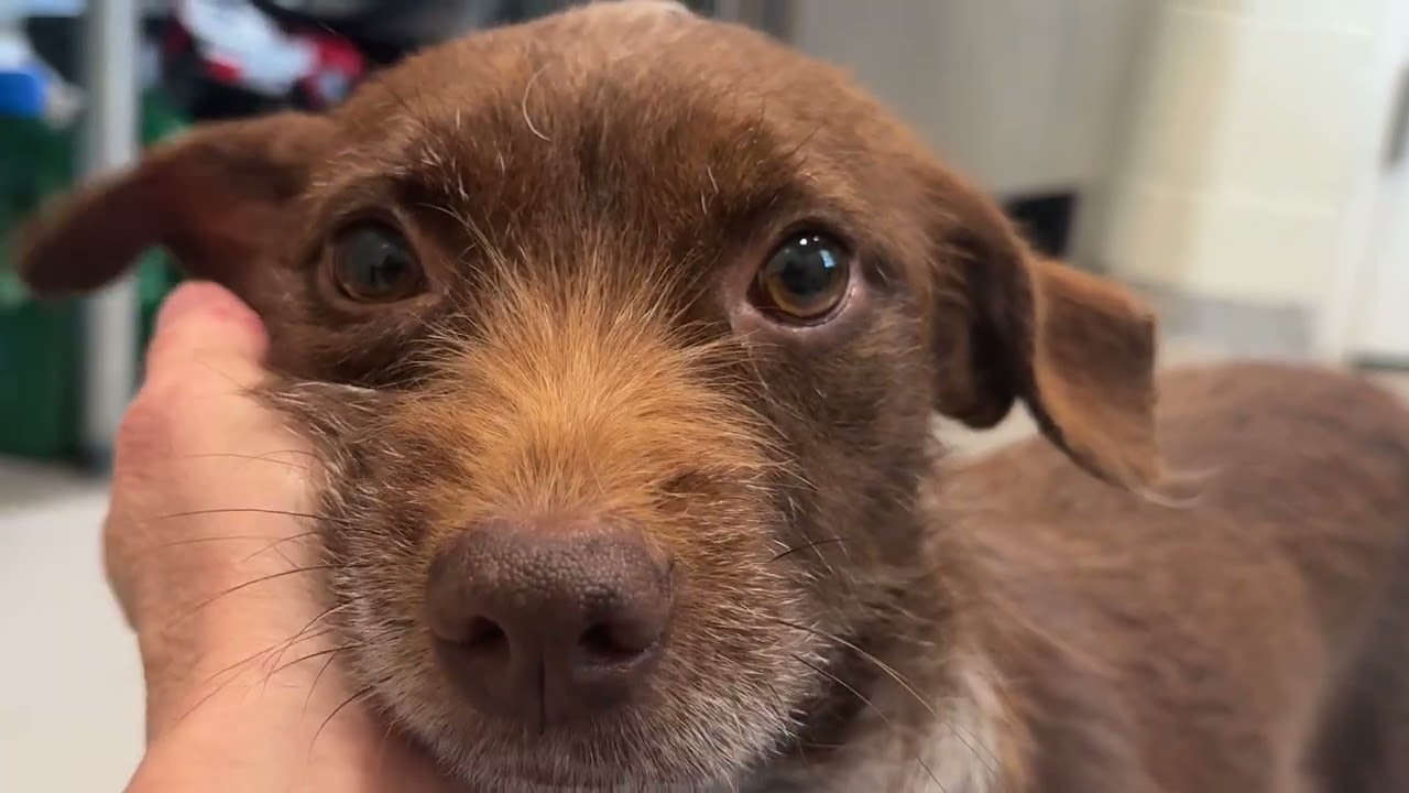 Enlarge Dolly - shy small sweetheart, a Adoptable mixed breed in San Antonio, TX video 4/4