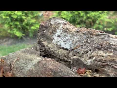 Rotting Firewood Full of Carpenter Ants in West Windsor, NJ
