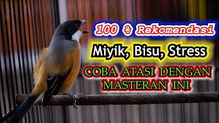 Download lagu 100% REKOMENDASI 🔥🔥!!! CENDET MIYIK, BISU, STRESS COBA ATASI DENGAN MASTERAN INI CENDET ISIAN MEWAH mp3 Download lagu 100% REKOMENDASI 🔥🔥!!! CENDET MIYIK, BISU, STRESS COBA ATASI DENGAN MASTERAN INI CENDET ISIAN MEWAH mp3