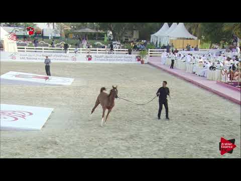 N.373 HAYZOOM - UAE Nationals 2019 - Local yearling Colts Championship