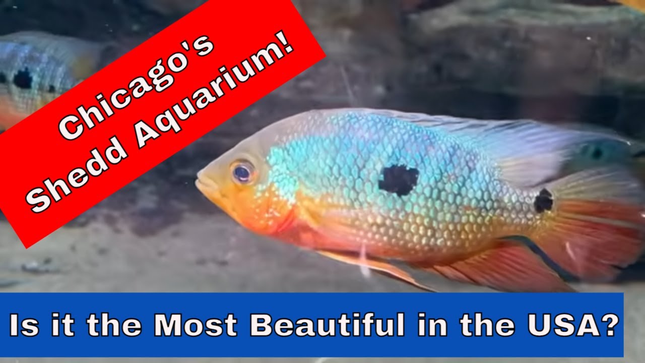 If You LOVE Aquariums and Fish, YOU'RE GOING TO LOVE THIS!