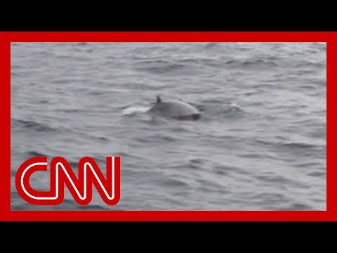 日本在反彈中恢復商業捕鯨活動 (Japan resumes commercial whaling amid backlash)