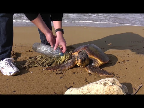 MP3 COUSTEAU SCARICA
