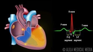 Cardiac Conduction System and Understanding ECG