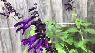 Lockdown gardening   September 2023